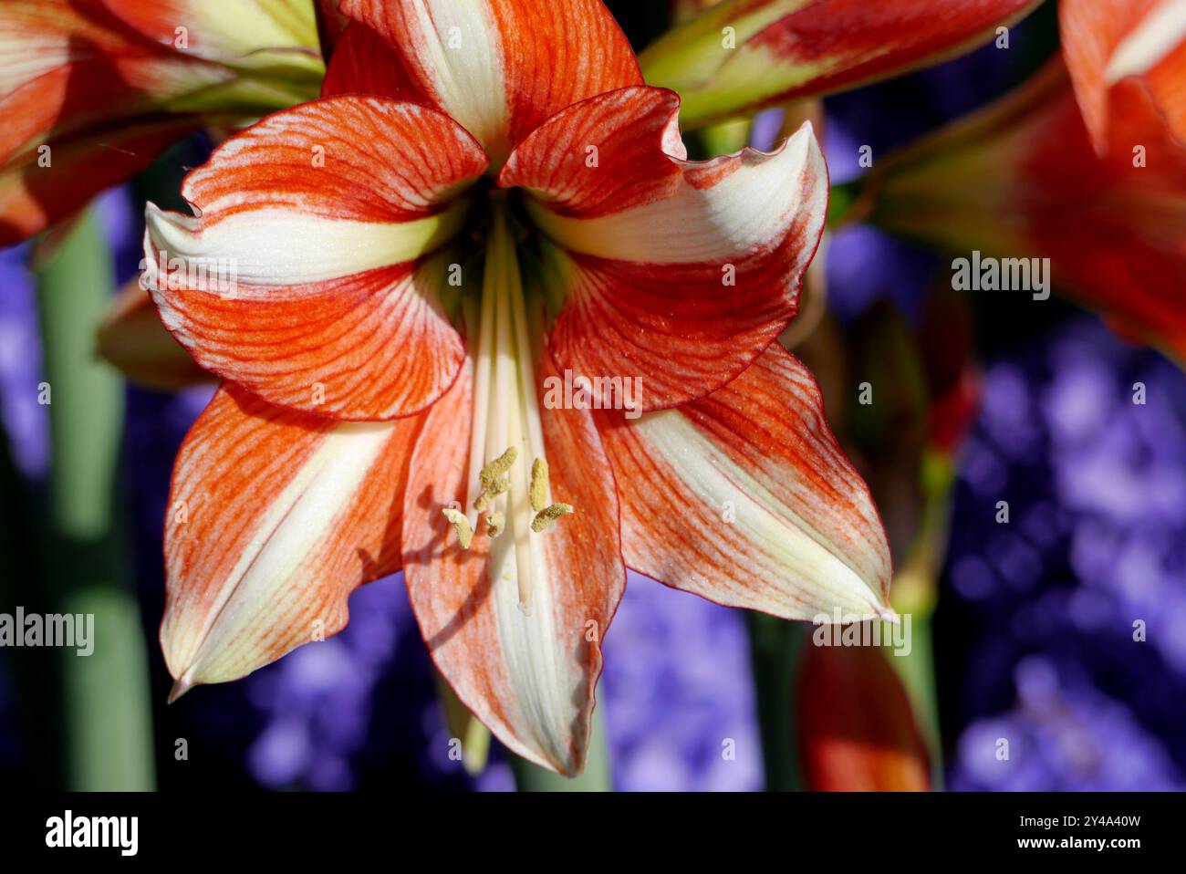 Rote und gelbe Amaryllis „Van Gogh“ mit blauen Hyazinthen in den Grenzen der Tulpengärten Keukenhof, Niederlande, EU. Stockfoto