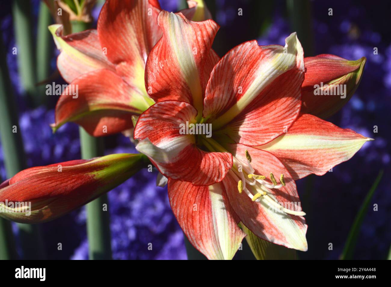 Rote und gelbe Amaryllis „Van Gogh“ mit blauen Hyazinthen in den Grenzen der Tulpengärten Keukenhof, Niederlande, EU. Stockfoto