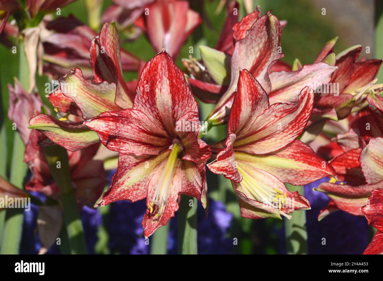 Rote und gelbe Amaryllis „Van Gogh“ mit blauen Hyazinthen in den Grenzen der Tulpengärten Keukenhof, Niederlande, EU. Stockfoto