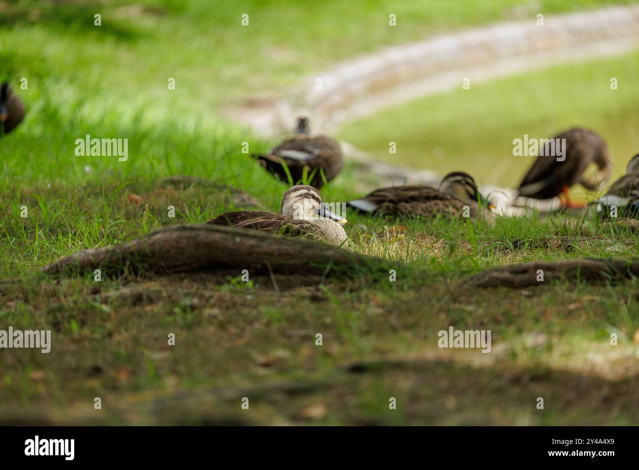 Eine Gruppe Enten ruht auf dem Grasgebiet in der Nähe eines Teichs. Die Szene wirkt ruhig, die Enten sind ausgebreitet und von grüner Vegetation umgeben. Stockfoto