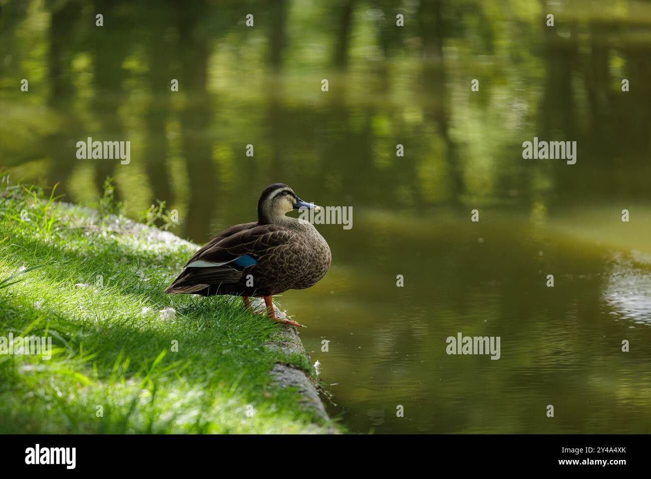 Eine Ente steht am grasbewachsenen Rand eines ruhigen Teiches, ruhig und mit halb geschlossenen Augen. Stockfoto