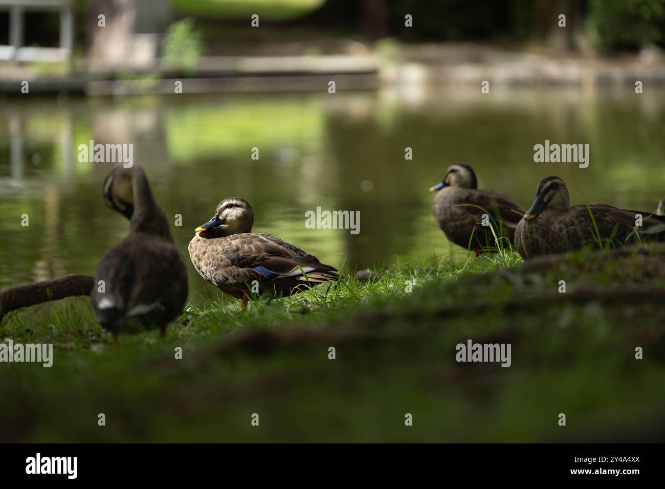 Die Morgensonne hebt das Gesicht einer Ente hervor, die ruhig im Licht einer grasbewachsenen Uferpromenade eines Teiches ruht. Stockfoto
