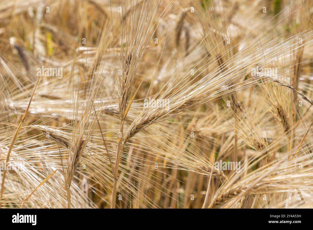 Spikelets von Roggen auf dem Feld. Nahaufnahme. Natürlicher Hintergrund. Stockfoto