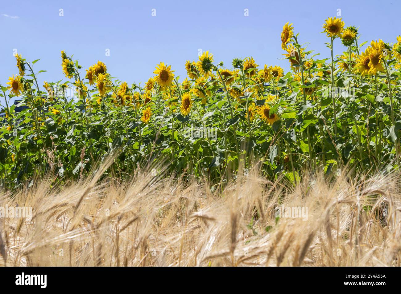 Blühende Sonnenblumen und ein reifendes Roggenfeld. Nicht-städtische Landschaft. Stockfoto