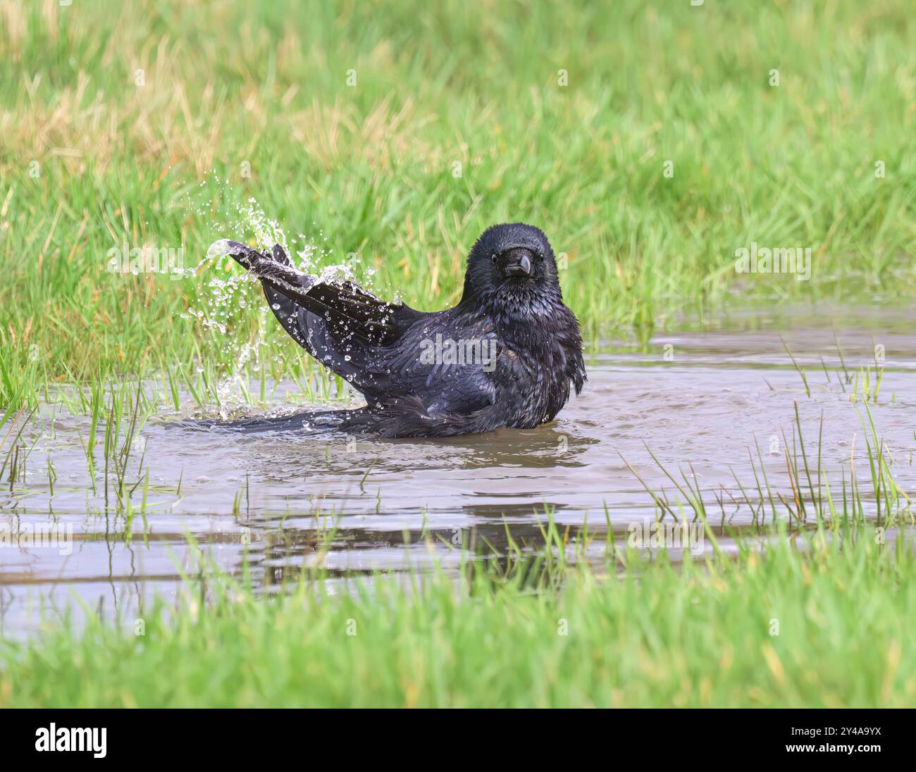 Eine Aaskrähe, Corvus Corone, badet und plätschert gerne im Wasser einer Pfütze auf einer Wiese, sie hält die Federn gepflegt, Deutschland Stockfoto
