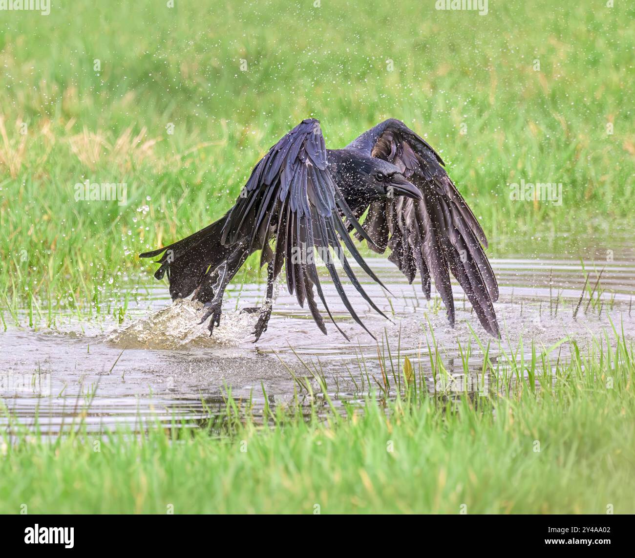 Eine Aaskrähe, Corvus Corone, ein Vogel, der nach dem Baden im Wasser einer Pfütze auf einer Wiese abhebt und wegfliegt, Deutschland Stockfoto