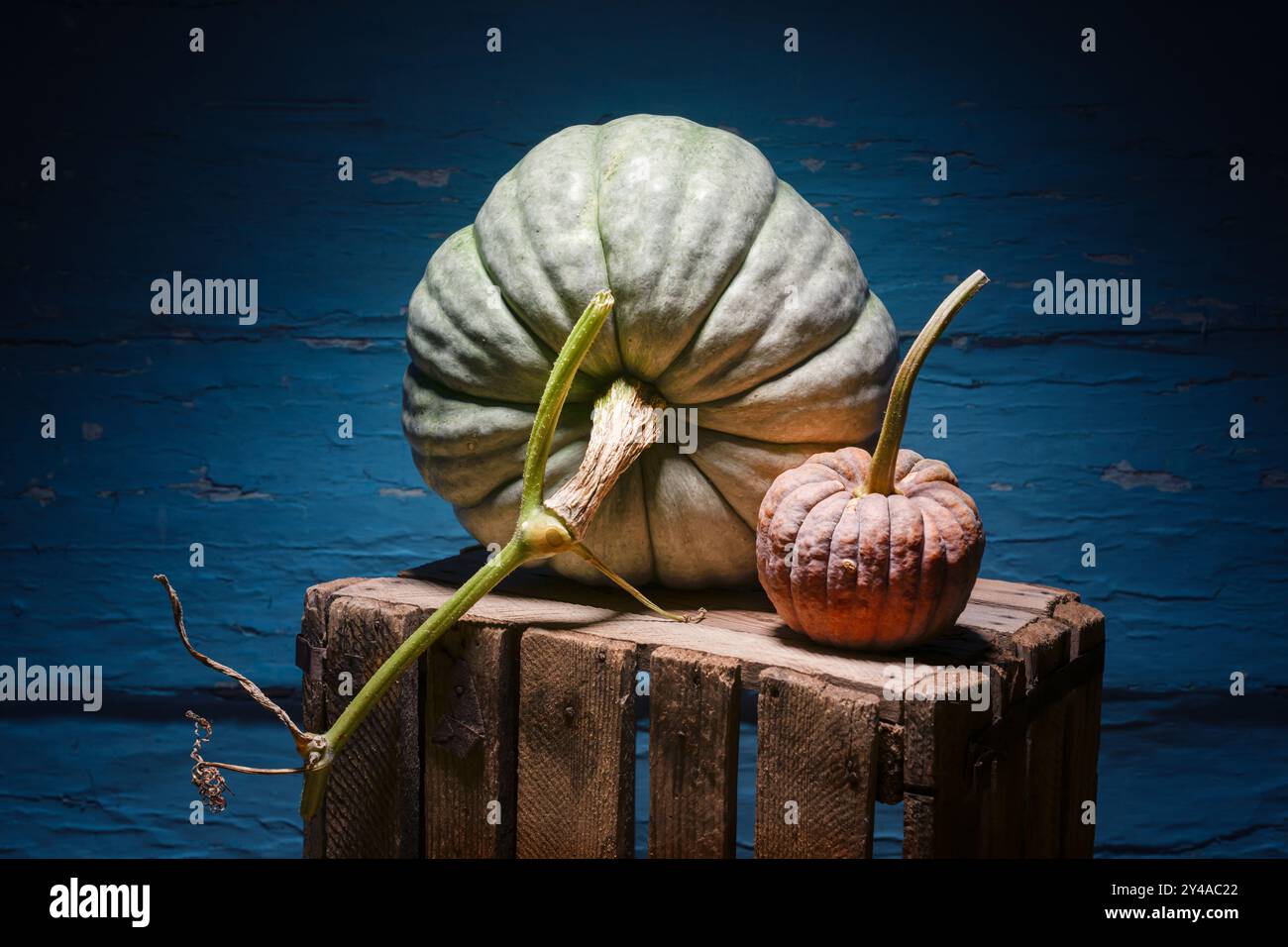 Zwei verschiedene Arten von Kürbissen auf einer alten rostigen Holzkiste auf blauem rustikalem Hintergrund. Thanksgiving- oder Halloween-Konzept. Herbst, Herbst und Kürbis Stockfoto