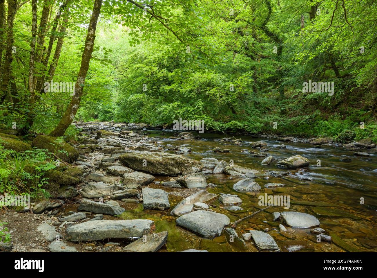 Der Fluss Barle im Sommer im Tarr Steps Woodland National Nature Reserve, Exmoor National Park, Somerset, England. Stockfoto