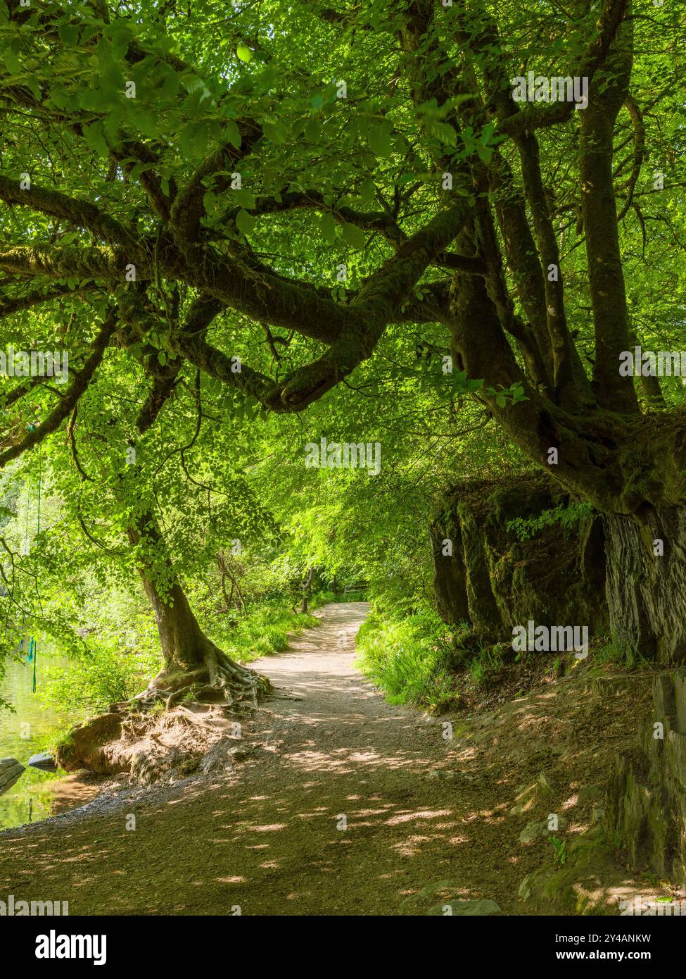 Der Fußweg entlang des Westufers des River Barle bei Westwater Copse, Exmoor National Park, Somerset, England. Stockfoto