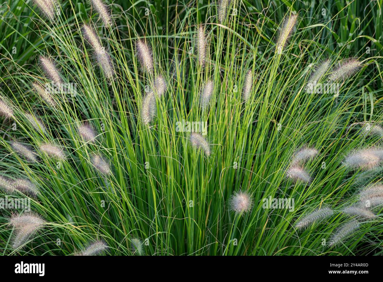 Blühendes Pennisetum alopecuroides. Kleine, zarte, flauschige Blumen und grüne Grashalme im Hintergrund. Schönheit der Natur. Stockfoto
