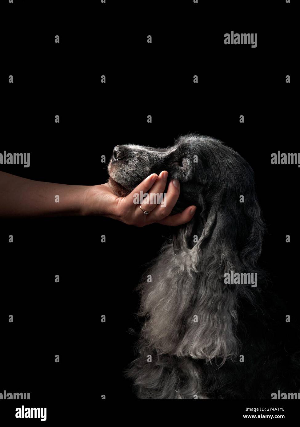 Ein schwarzer Cocker Spaniel sitzt im Profil vor dunklem Hintergrund und sieht komponiert und königlich aus. Stockfoto