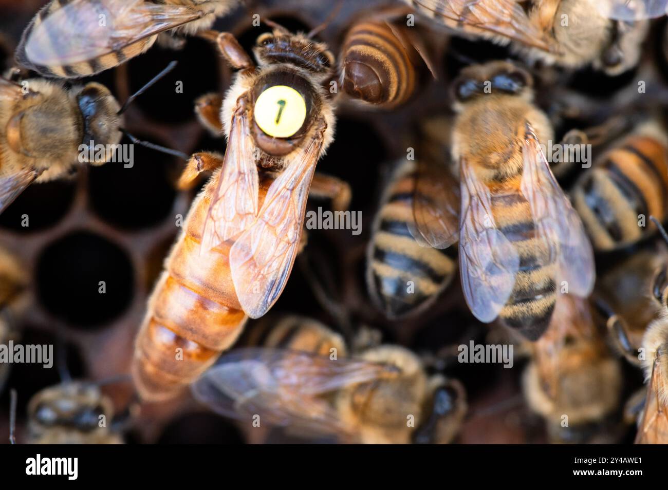 Eine markierte Honigbienenkönigin auf einem Rahmen mit anderen Arbeiterbienen Stockfoto