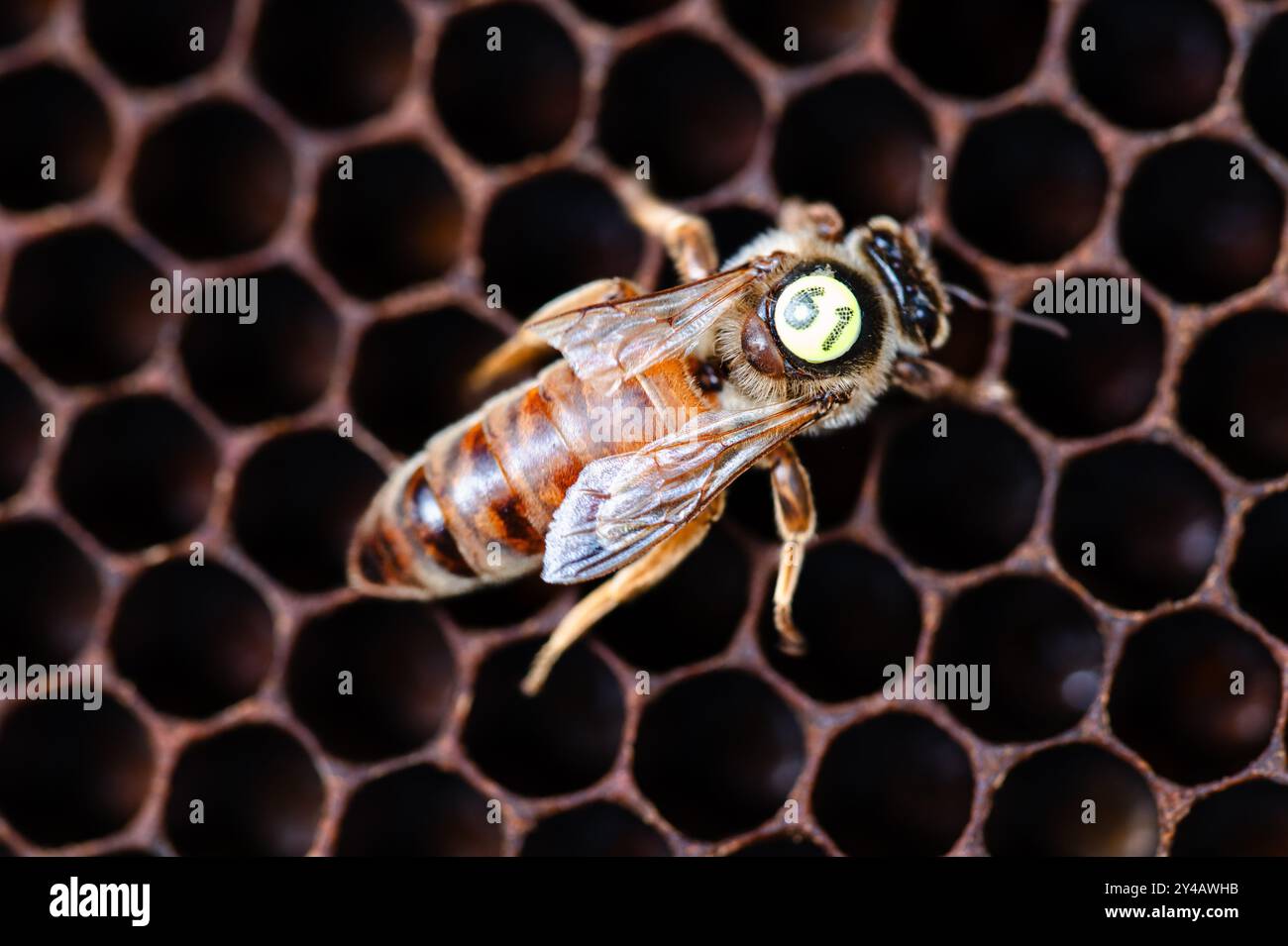 Markierte Honigbiene mit einem abgeschnittenen Flügel Stockfoto