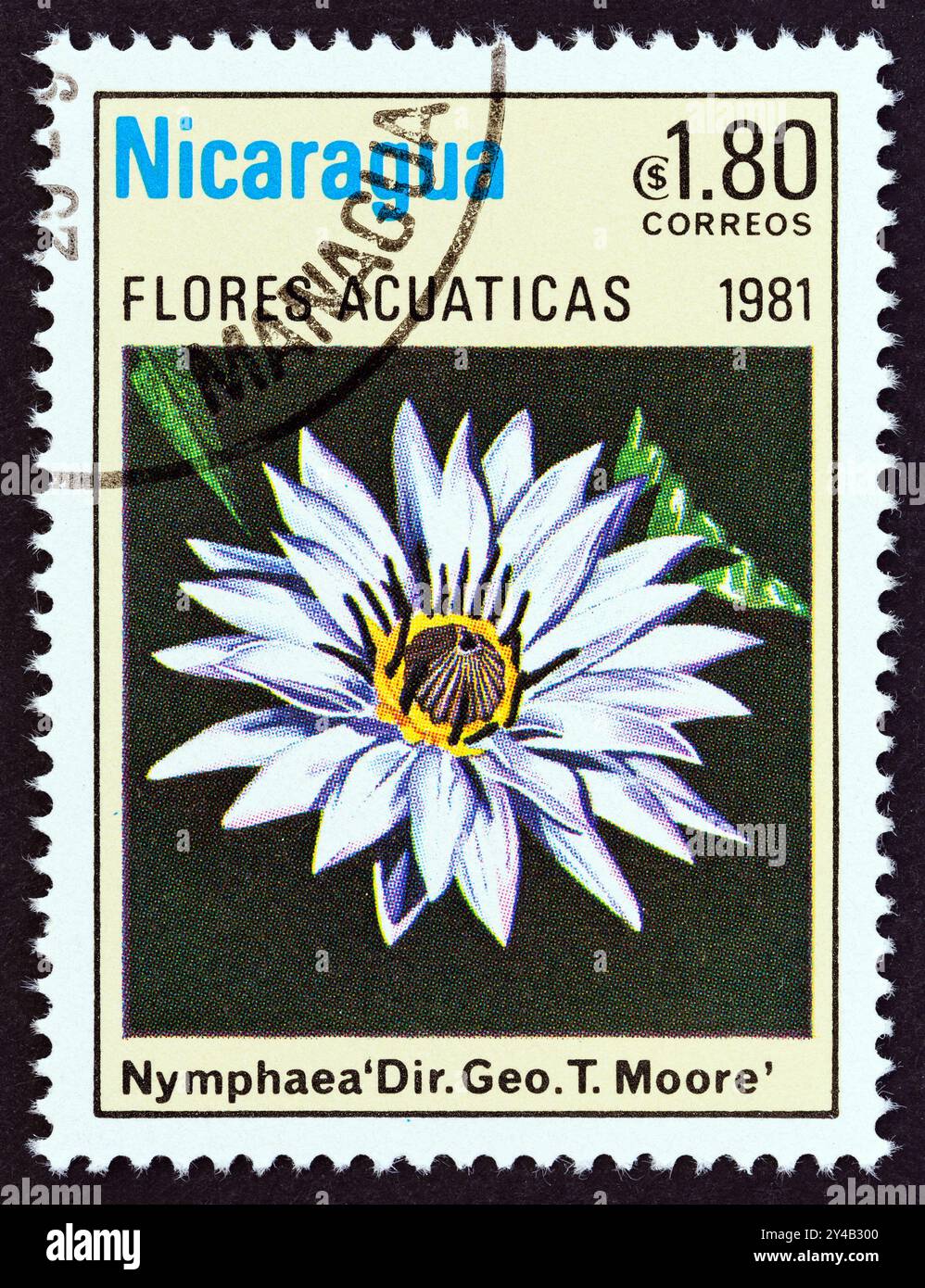 NICARAGUA - UM 1981: Ein in Nicaragua gedruckter Stempel aus der Ausgabe „Wasserblumen“ zeigt Nymphaea „dir. Geo T. Moore Stockfoto