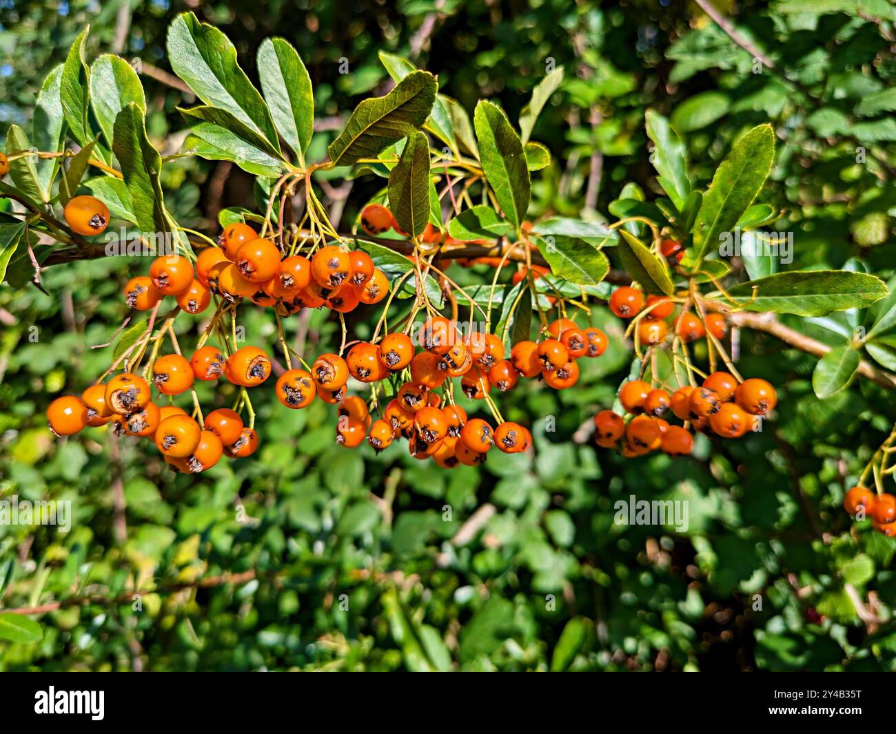 Ein Haufen orangener feuerdornbeeren auf der Pflanze bei Sonnenschein Stockfoto