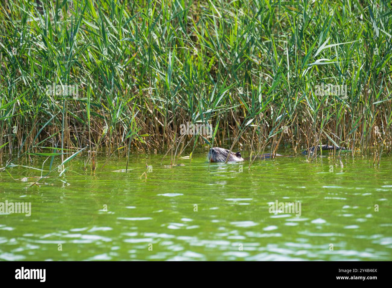 Coypu schwimmen in einem Sumpfgebiet in der Camargue, Natur in Südfrankreichs einzigartigem Feuchtgebiet Ökosystem, Wildtierbeobachtung in ihrem natürlichen Lebensraum Stockfoto