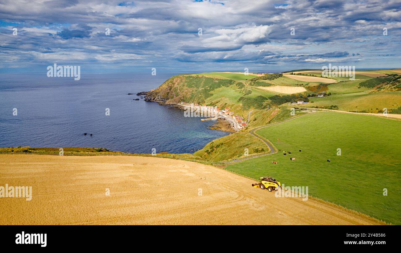 Harvester Crovie Aberdeenshire Scotland ist im Spätsommer ein blaues Gerstenfeld Stockfoto