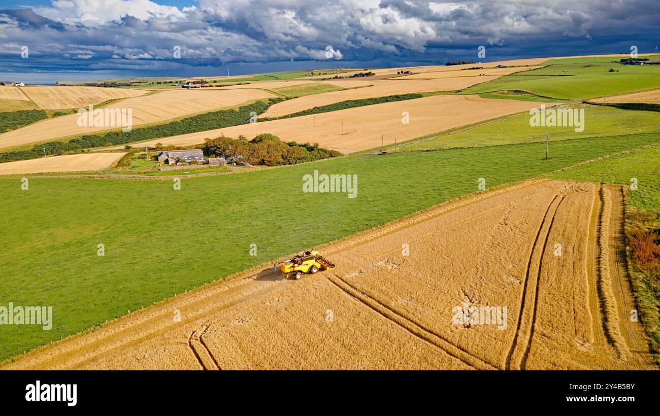 Kombinieren Sie Harvester Crovie Aberdeenshire Scotland Gerstenfelder im Spätsommer und einen dunklen Himmel Stockfoto