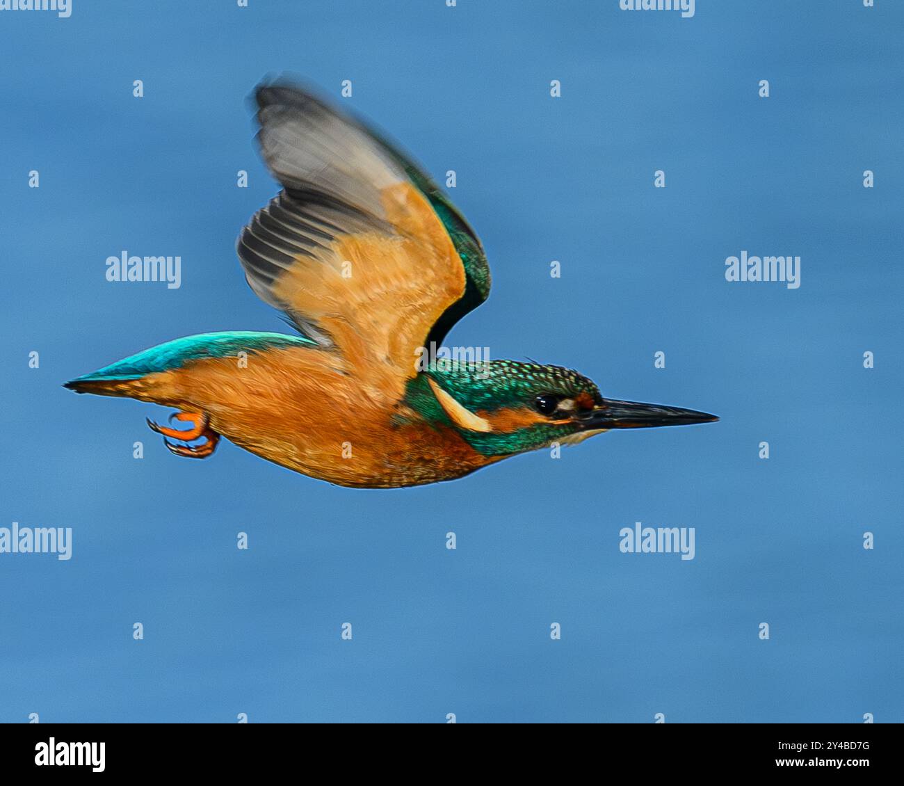 Eisvogel im Flug Stockfoto
