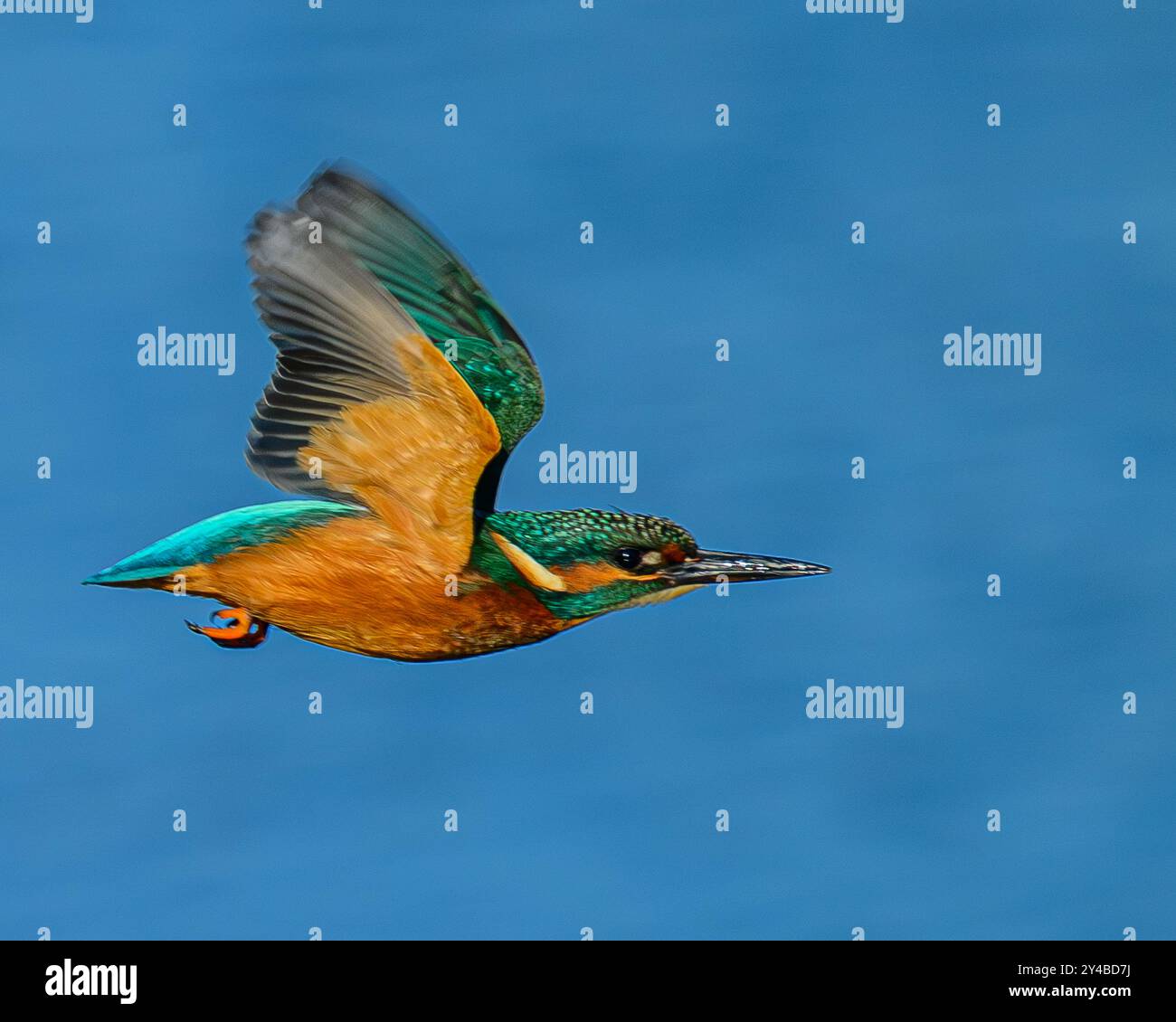 Eisvogel im Flug Stockfoto