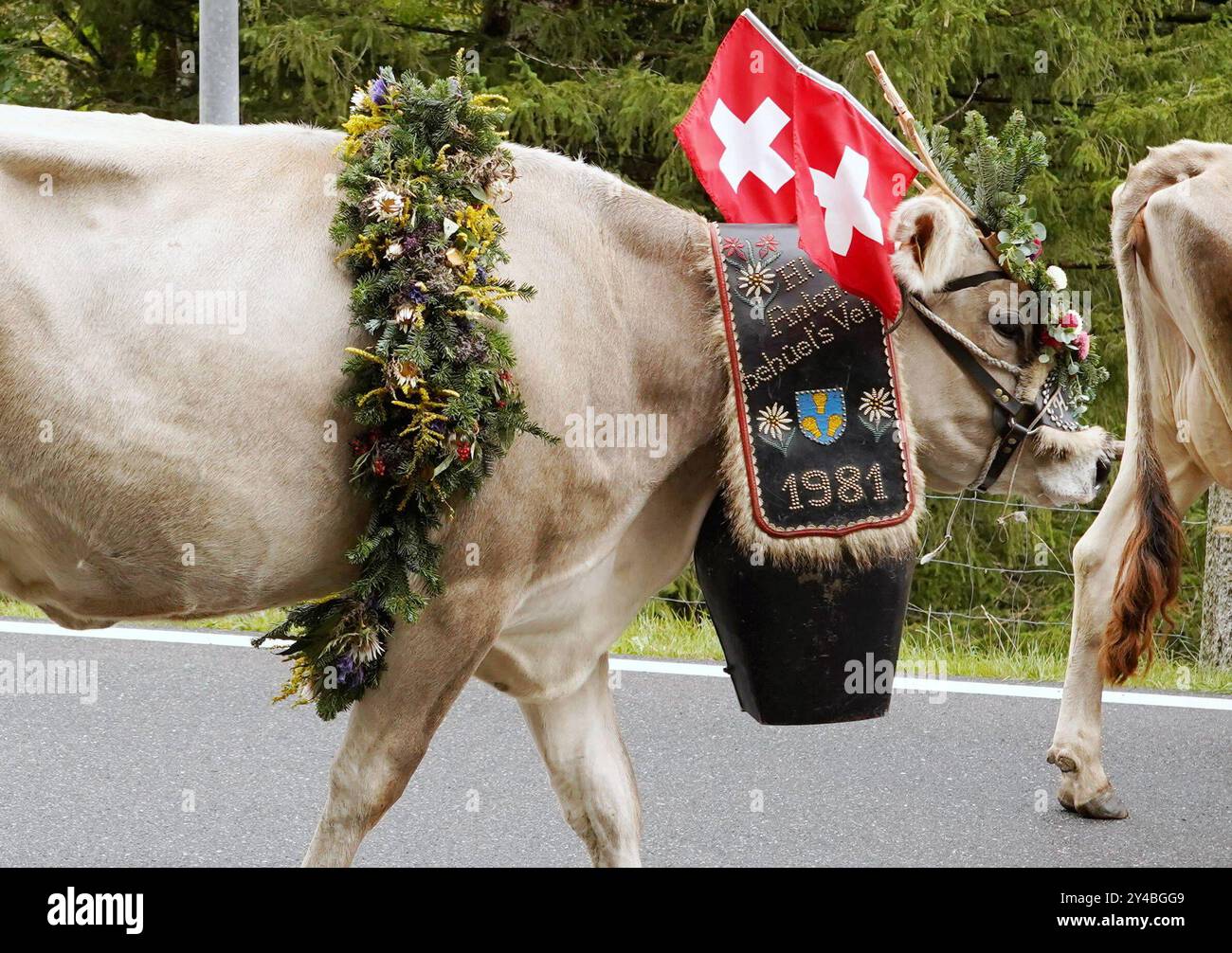 Anton Geisser 14.09.2024 Kanton Bern, Schweiz. Rueckkehr der Kuehe ins Tal. Alpabfahrt Engstlenalp - Innertkirchen. Berner Oberland Bild : Kuh mit Kuhglocke und Blumenschmuck auf dem Kopf . *** Anton Geisser 14 09 2024 Kanton Bern,Schweiz Rückkehr der Kühe ins Tal Alpabfahrt Engstlenalp Innertkirchen Bernese Oberland Bild Kuh mit Kuhglocke und Blumenschmuck auf dem Kopf Stockfoto