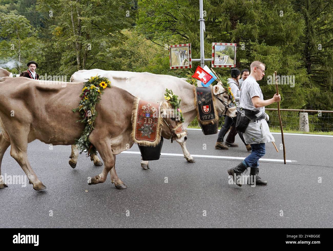 Anton Geisser 14.09.2024 Kanton Bern, Schweiz. Rueckkehr der Kuehe ins Tal. Alpabfahrt Engstlenalp - Innertkirchen. Berner Oberland Bild : Kuh mit Kuhglocke und Blumenschmuck auf dem Kopf . *** Anton Geisser 14 09 2024 Kanton Bern,Schweiz Rückkehr der Kühe ins Tal Alpabfahrt Engstlenalp Innertkirchen Bernese Oberland Bild Kuh mit Kuhglocke und Blumenschmuck auf dem Kopf Stockfoto