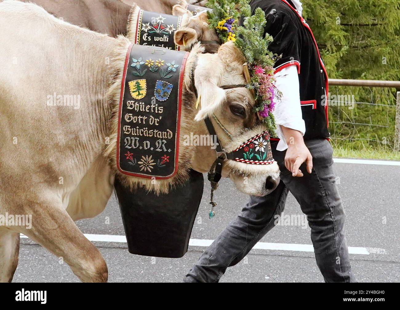 Anton Geisser 14.09.2024 Kanton Bern, Schweiz. Rueckkehr der Kuehe ins Tal. Alpabfahrt Engstlenalp - Innertkirchen. Berner Oberland Bild : Kuh mit Kuhglocke und Blumenschmuck auf dem Kopf . *** Anton Geisser 14 09 2024 Kanton Bern,Schweiz Rückkehr der Kühe ins Tal Alpabfahrt Engstlenalp Innertkirchen Bernese Oberland Bild Kuh mit Kuhglocke und Blumenschmuck auf dem Kopf Stockfoto
