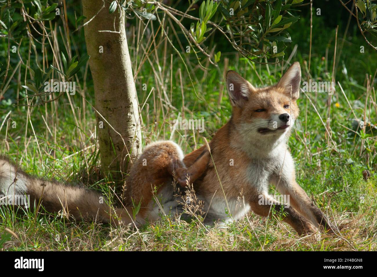 Großbritannien Wetter, 17. September 2024: Als das warme, trockene Wetter für die nächsten Tage nach England zurückkehrt, sonnt sich ein junger Fuchs in einem tierfreundlichen Garten in Clapham, Süd-London. Dieser Fuchs und sein Geschwister sind eines von fünf Jungen, die im März geboren wurden, und haben hellere Mäntel als seine traditionell rötlichen Geschwister. Quelle: Anna Watson/Alamy Live News Stockfoto