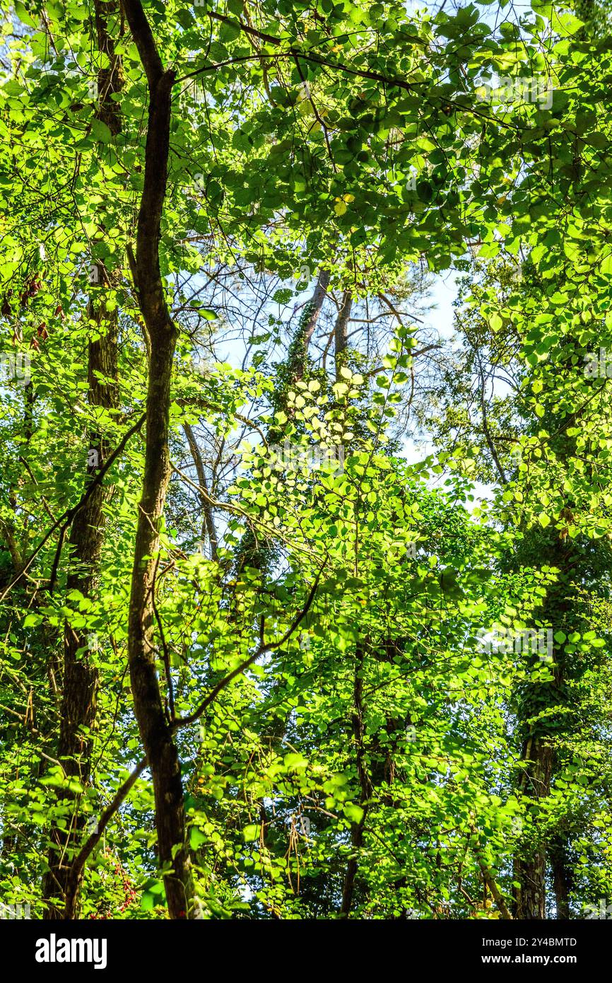 Mischwald im Spätsommer/Frühherbst - Sud-Touraine, Zentralfrankreich. Stockfoto