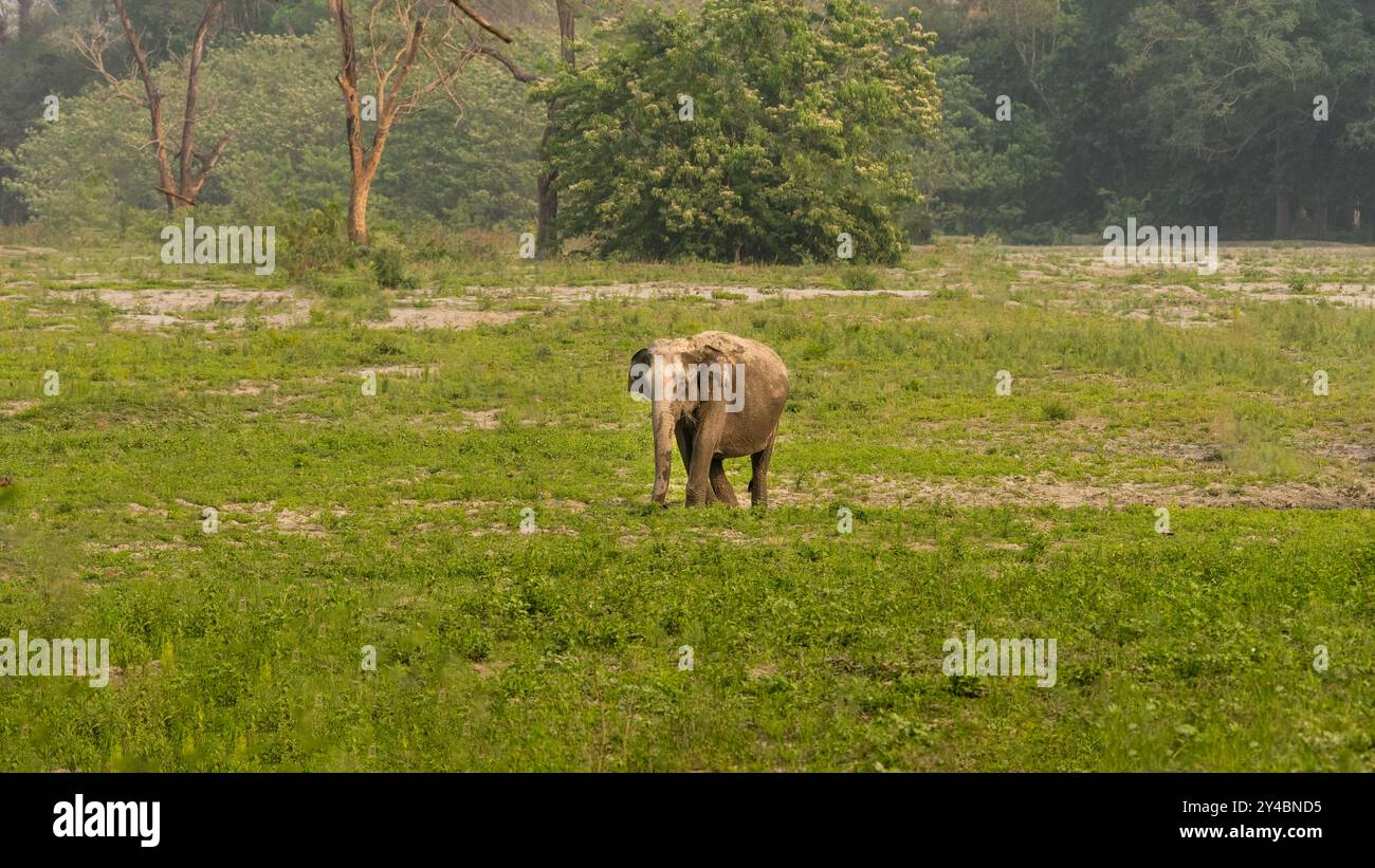 Ein hübscher und süßer Elefant, der ein Grasland weidet. Stockfoto