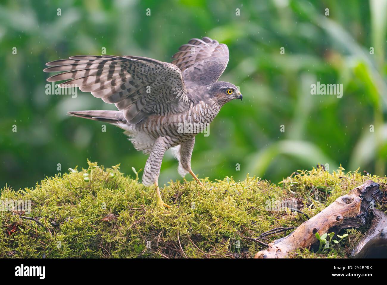 Eurasischer Sperber, Accipiter nisus Stockfoto