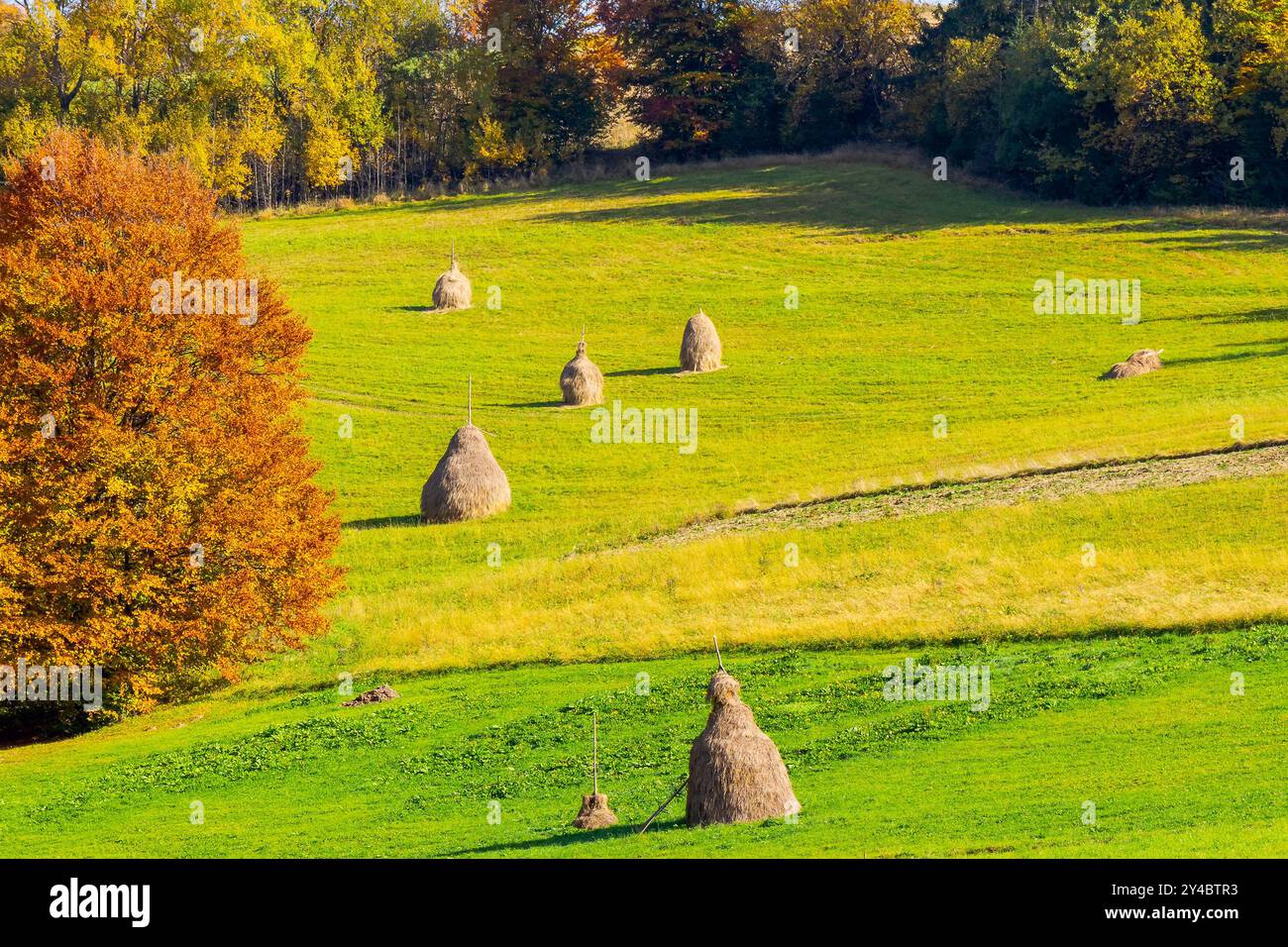Heuhaufen auf dem Grasfeld im Herbst. Ländliche Landschaft in karpaten. Warmes, sonniges Wetter am Nachmittag. Traditionelle Landschaft Stockfoto