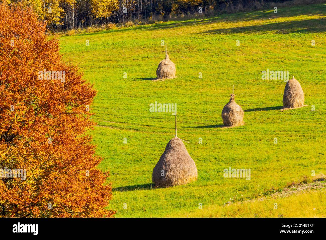 Heuhaufen auf dem Grasfeld im Herbst. Ländliche Landschaft in karpaten. Warmes, sonniges Wetter am Nachmittag. Symbol für den ökologischen Landbau Stockfoto
