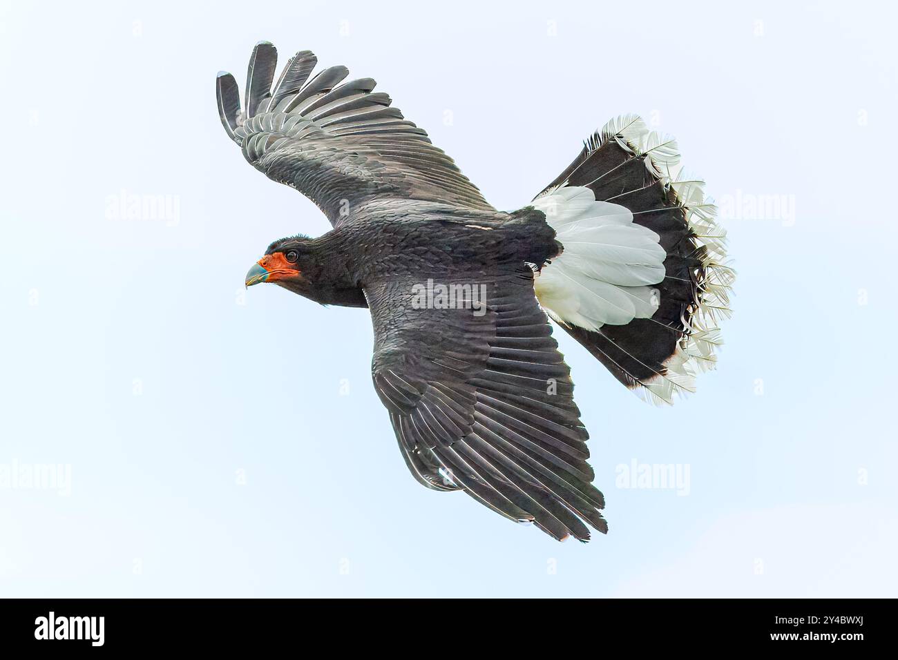 Mountain Caracara, Demonstration, Herrings Green Farm, Wilstead, Bedford, UK Stockfoto