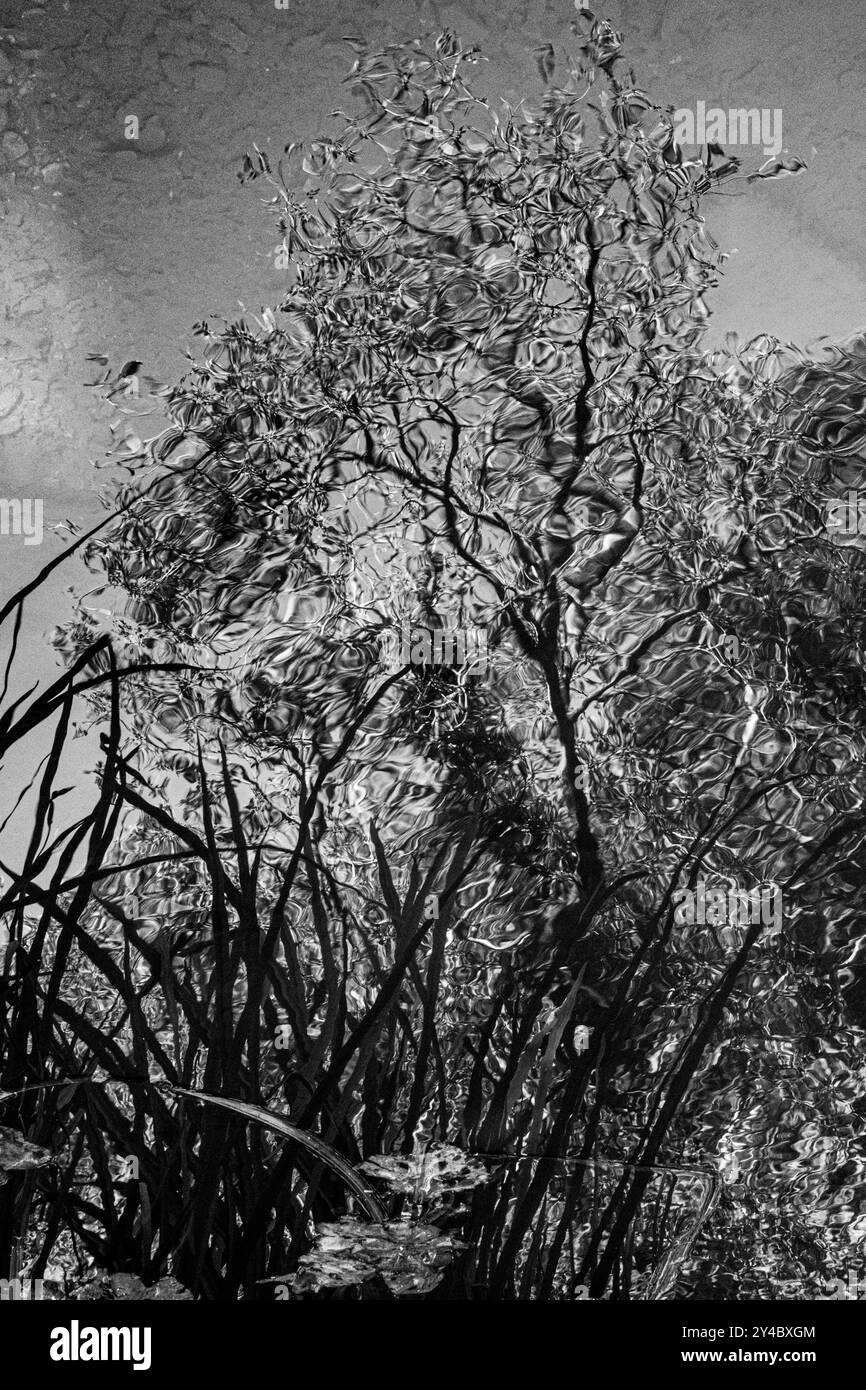 Surreales, abstraktes, kreatives Bild eines Baumes, der sich in plätscherndem Wasser spiegelt. Verzerrung. Unwirklich. Farbenfroh. Umgekehrter Strukturbaum. Illusion. Schwarzweiß. Stockfoto