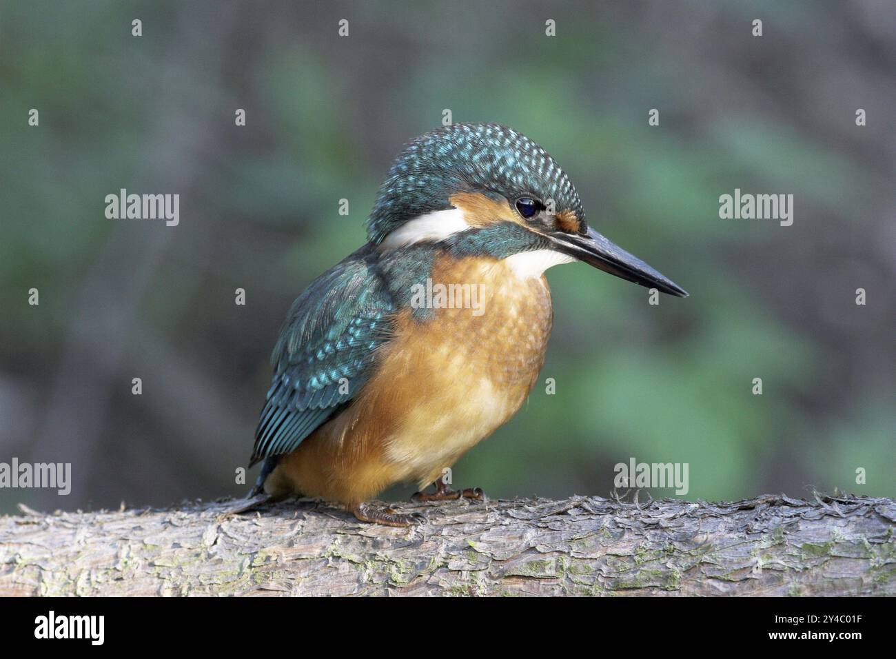 Eisvogel auf Barsch, (Alcedo atthis) Stockfoto