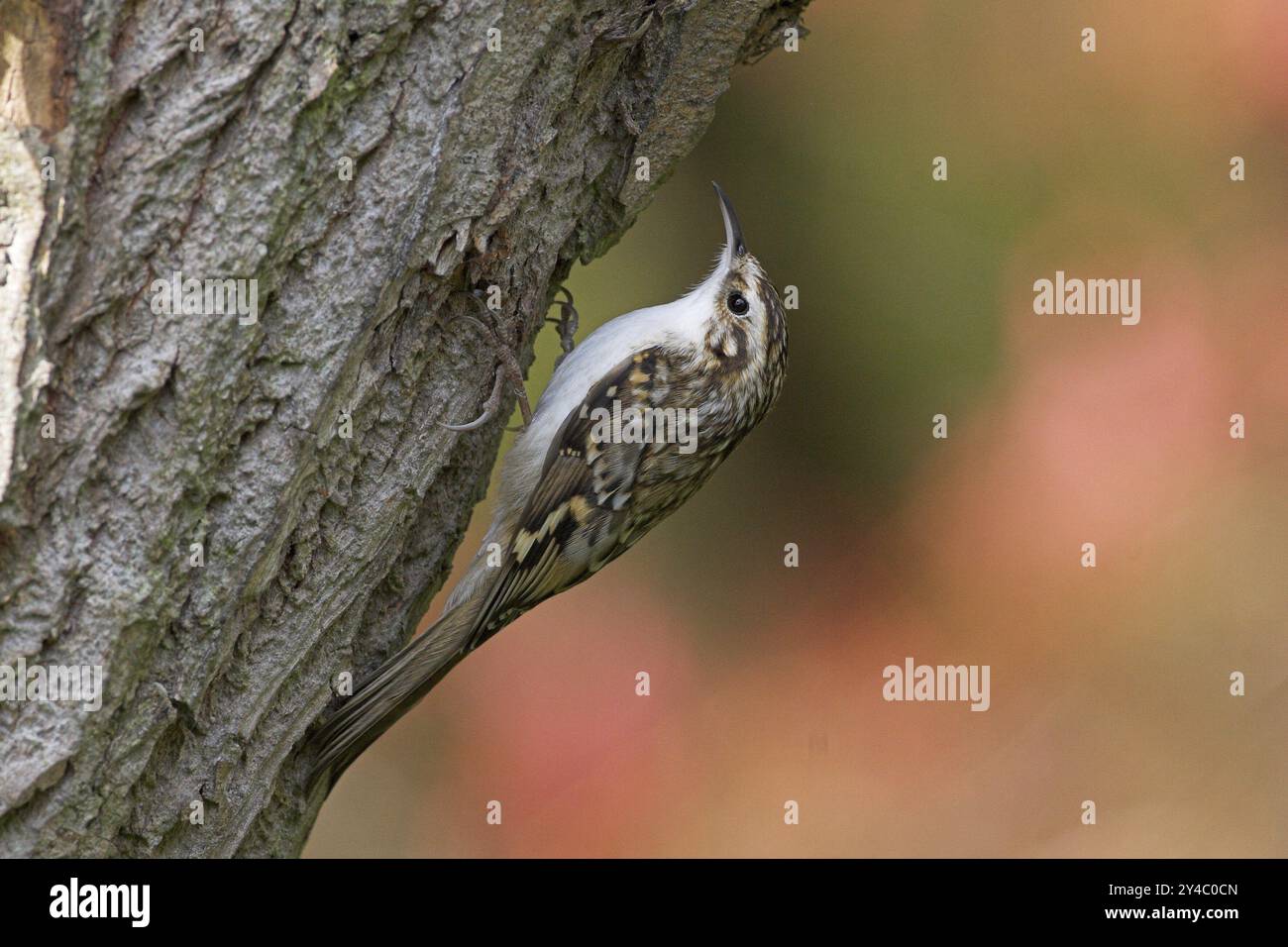 Holzkriechgang (Certhias familiaris) Stockfoto