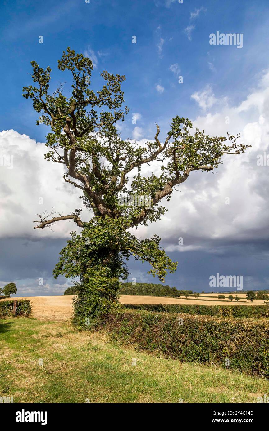 Alter Baum zwischen Denton und Whishton in Northamptonshire, von der Whishton Road. England, Großbritannien. Stockfoto