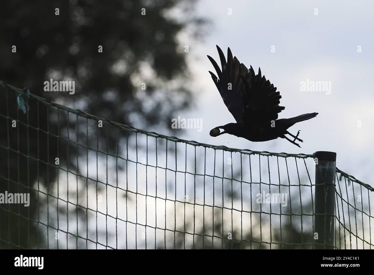 Eine Krähe (Corvus Corone Corone) im Flug mit einem Nussbaum im Schnabel über einem Zaun. Der Himmel ist hell und es gibt einige Bäume im Hintergrund, Hesse, G Stockfoto