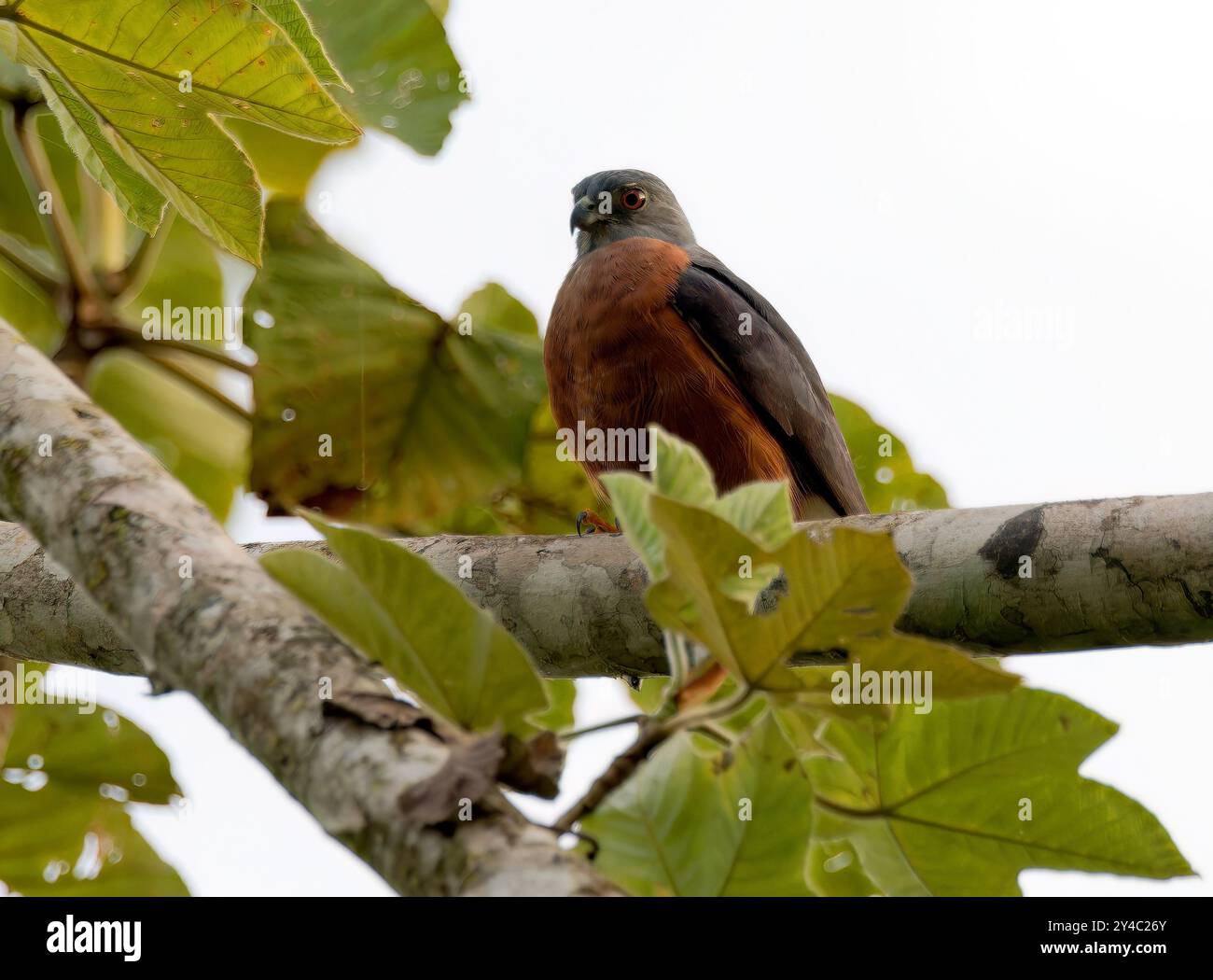 Doppelzahndrachen, Rostbrust-Zahnhabicht, Harpage bidenté, Harpagus bidentatus, rozsdásmellű fogaskánya, Yasuní Nationalpark, Ecuador, Südamerika Stockfoto