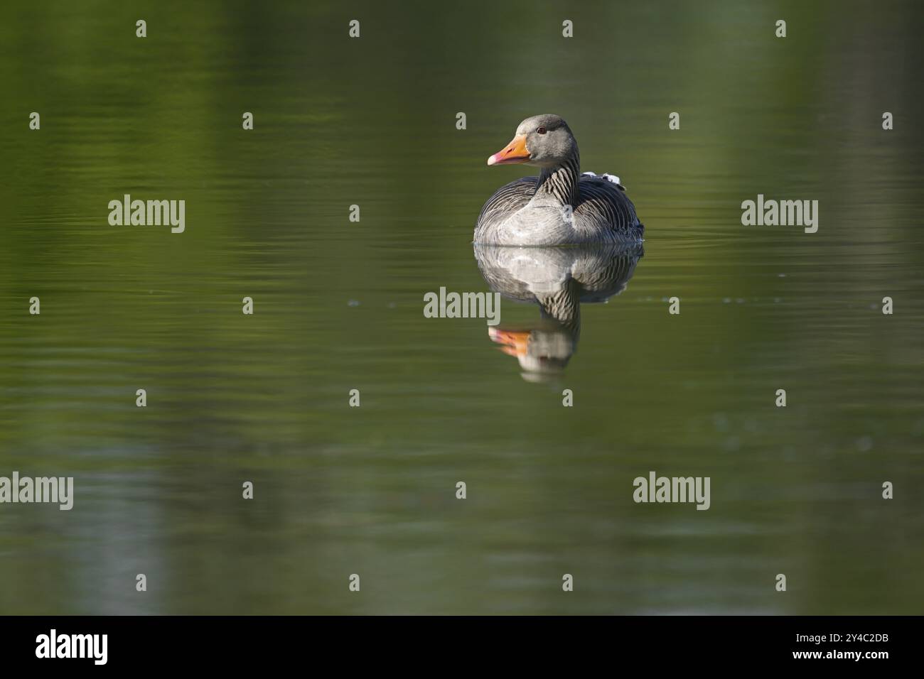 Graugans schwimmen auf einem Teich, Thüringen, Deutschland, Europa Stockfoto