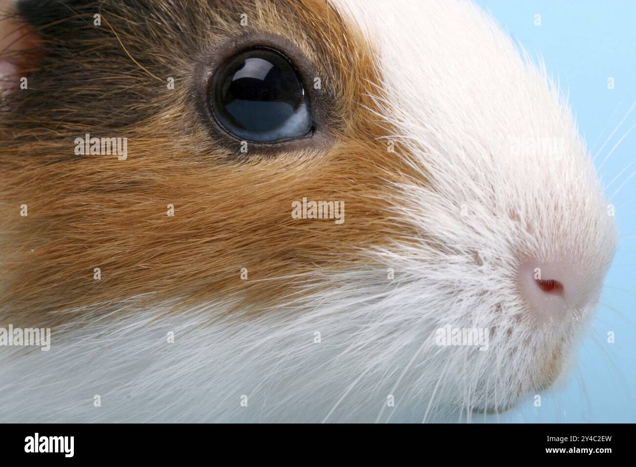 Ein einziges Meerschweinchen, Meerschweinchen, Portrait, (Caviidae), Nagetiere, Studio Stockfoto