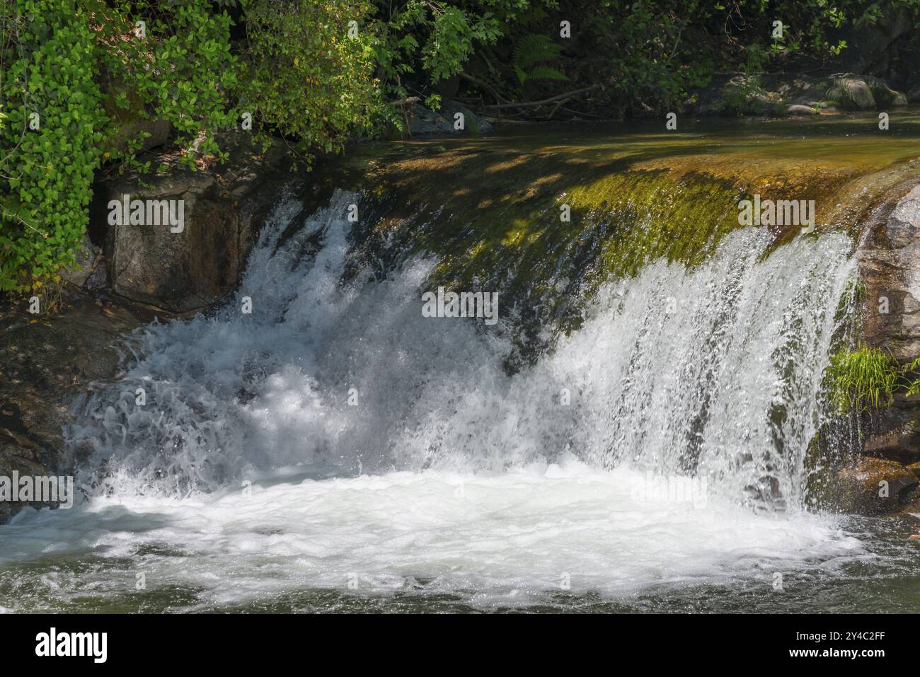 Kleiner Wasserfall mit grünem Moos auf den Steinen, umgeben von üppigen Bäumen an einem sonnigen Tag, Garganta Mayor, Garganta la Olla, Sierra de Tormantos, Caceres Stockfoto