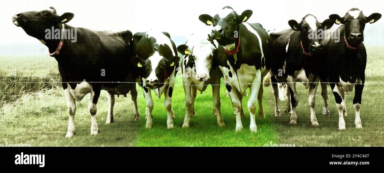 Sechs holsteinfriesische Kühe stehen hinter Stacheldraht. Sie sind neugierig. Eine Kuh moos. Das Foto wird teilweise in ein altes Bild umgewandelt. Das Konzept Stockfoto