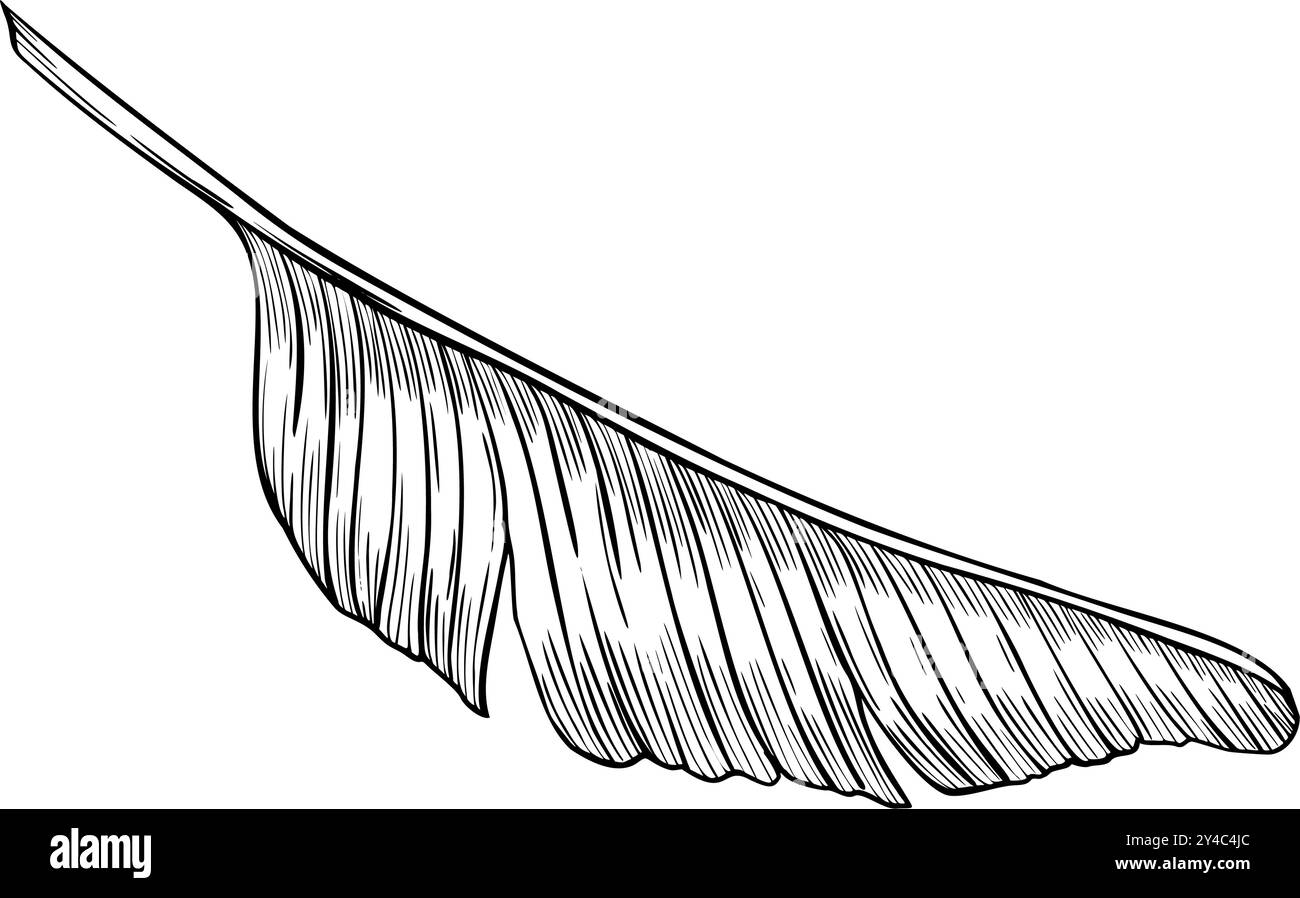 Palmblattvektorillustration in linearer Form. Umrisszeichnung eines Bananenbaums, gemalt mit schwarzer Tinte auf isoliertem Hintergrund. Ätzen exotischer tropischer Pflanzen für Grußkarten oder Einladungen. Stock Vektor