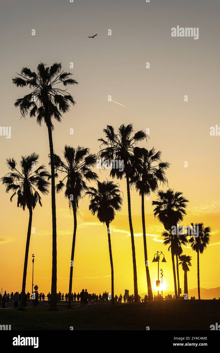 Die Silhouetten der Palmen bei Sonnenuntergang am Venice Beach, Los Angeles, USA, Nordamerika Stockfoto
