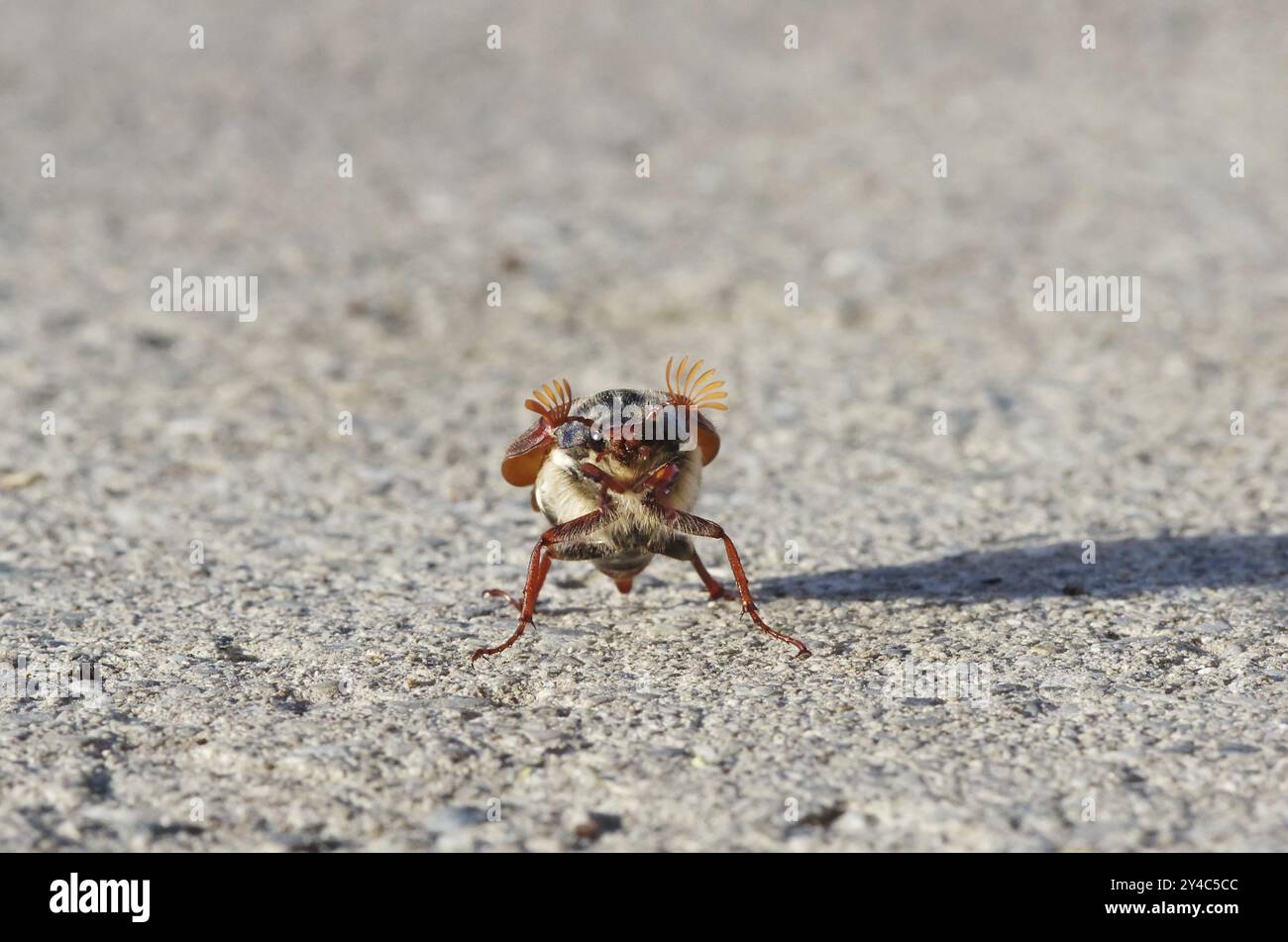 Tanzender Cockchafer vor dem Start Stockfoto
