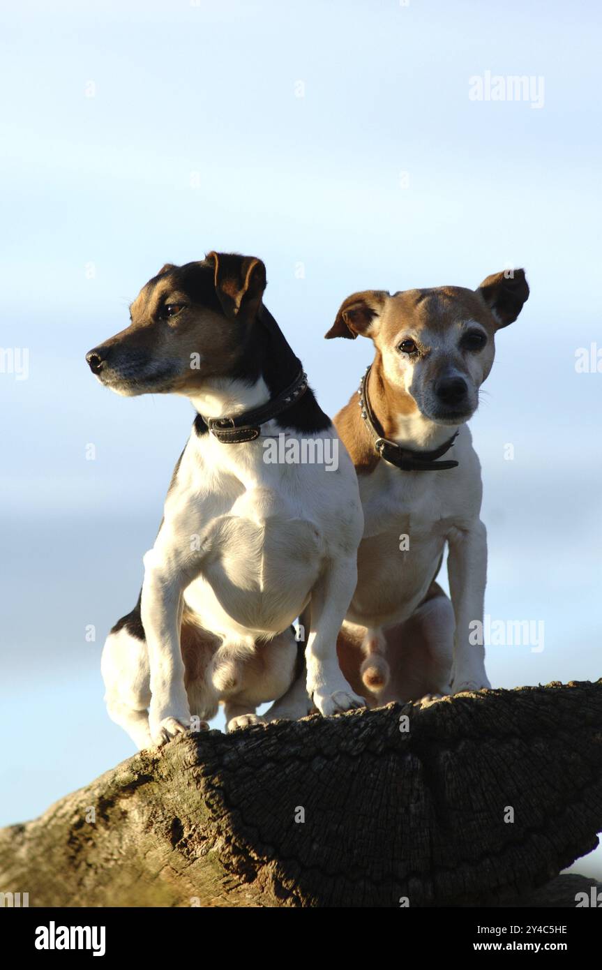 Zwei fotogene männliche Jack Russell Terrier auf einer Holzbank vor blauem Himmel Stockfoto