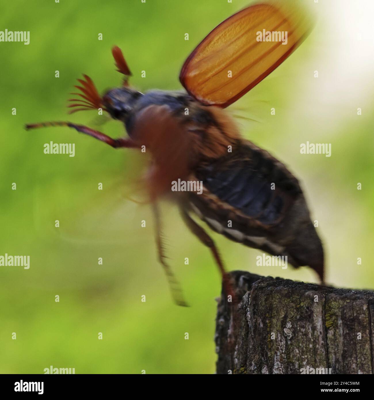 Maikäfer aus Stockfoto