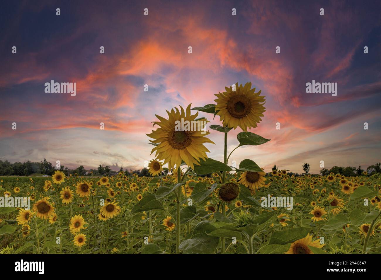 Sonnenuntergang Stockfoto